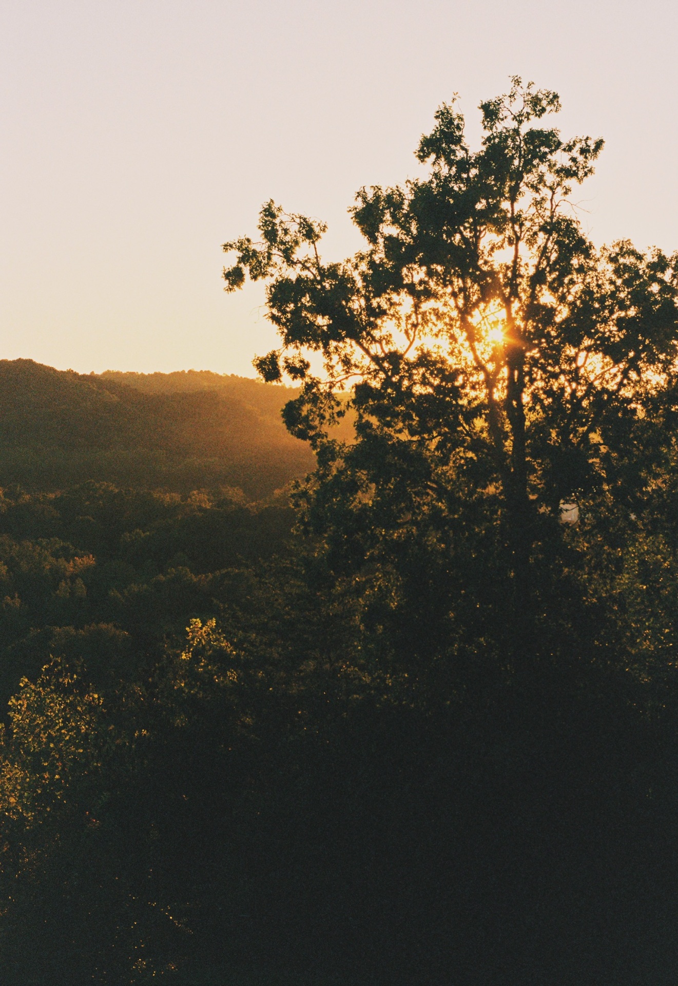 Sun setting through a single tree over the ridge