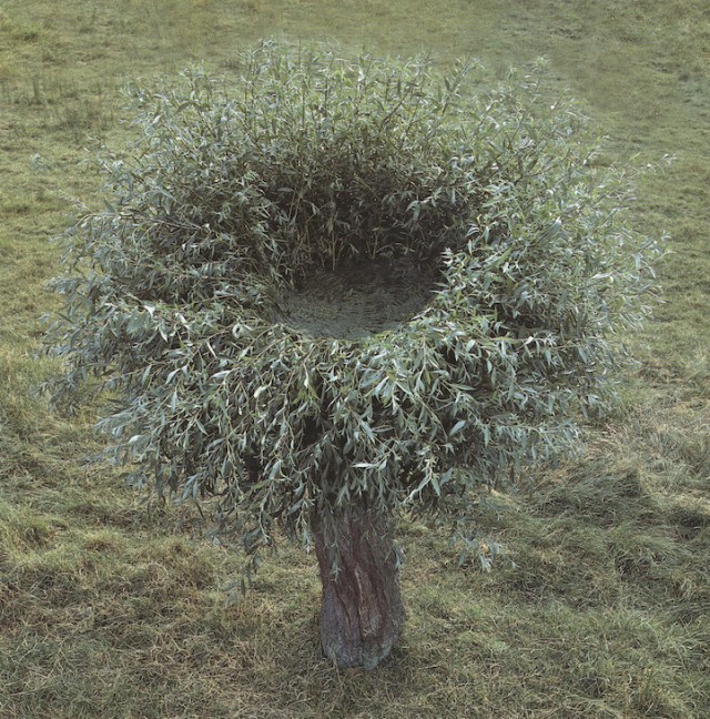 A living willow sculpted into a nest form, rising from a quiet field